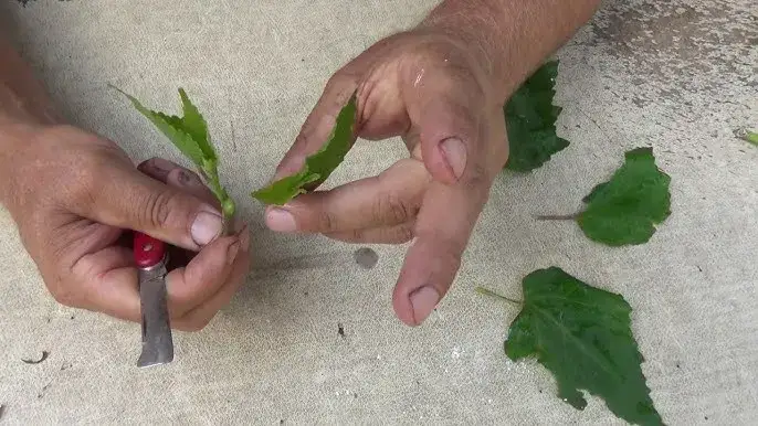 Rozmnażanie hibiskusa z nasion stratyfikacja