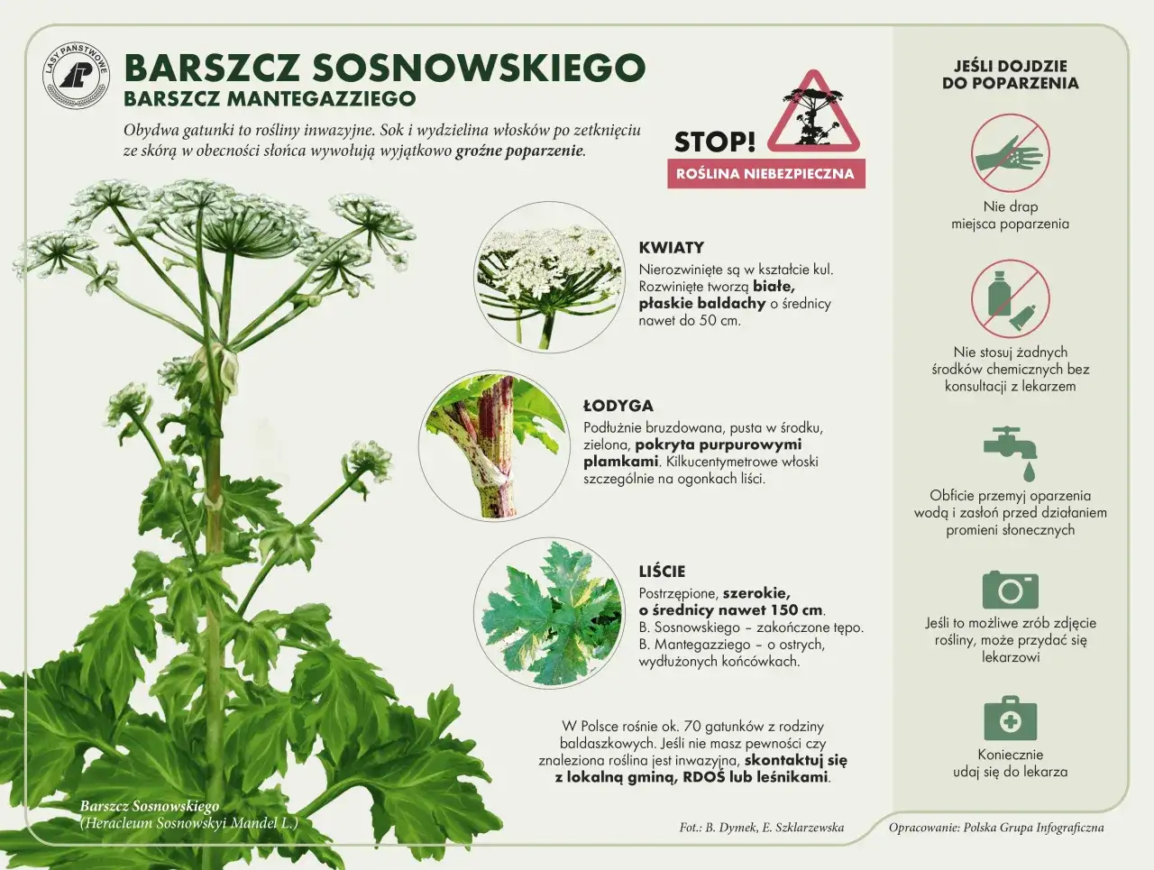 Barszcz Sosnowskiego szalej jadowity blekot pospolity porównanie