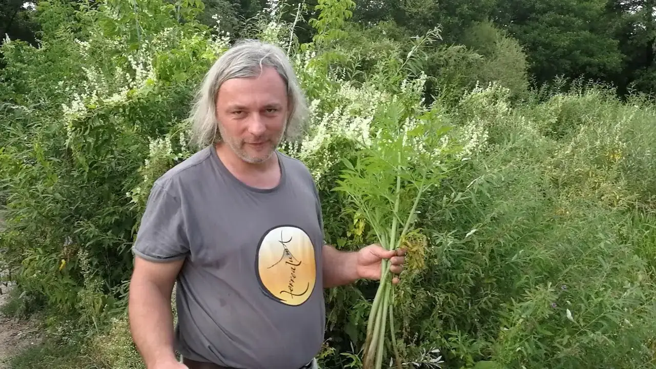 porównanie kopru z blekotem i szalejem