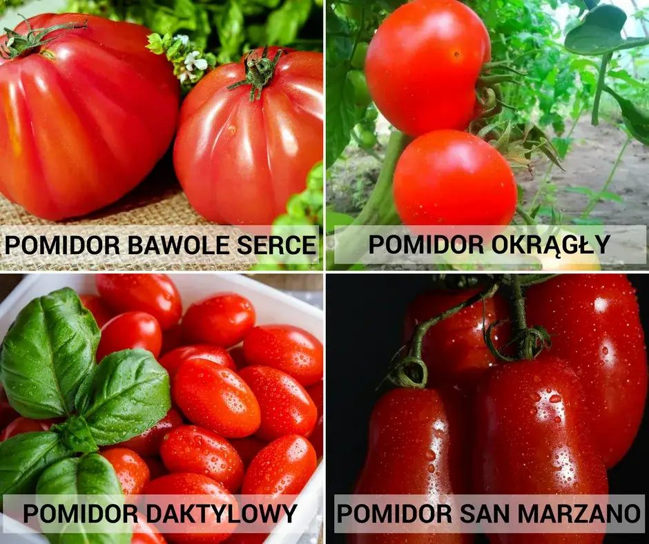 Różne typy pomidorów do przycinania