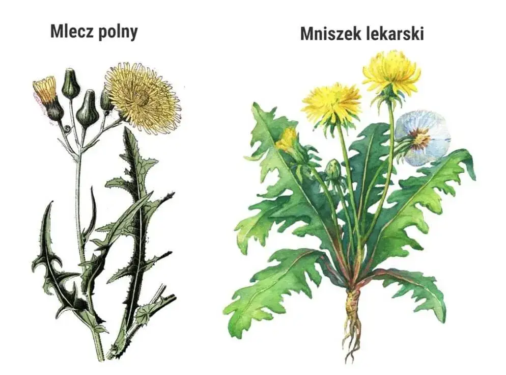 mniszek lekarski mlecz polny porównanie