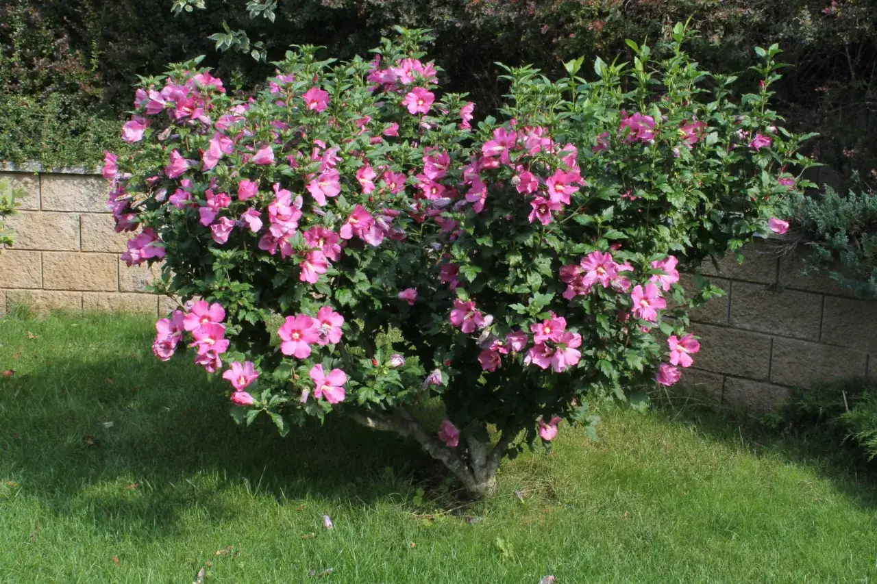 Hibiskus ogrodowy sadzonki pędowe