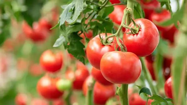 Jak przycinać pomidory? Sekret obfitych plonów i zdrowych krzaków