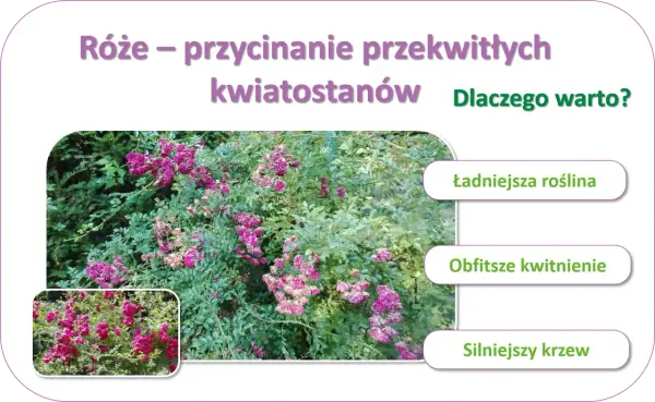 Krzew róży pnącej z fioletowymi kwiatami i zielonymi liśćmi, obok mniejszy obrazek tej samej róży.